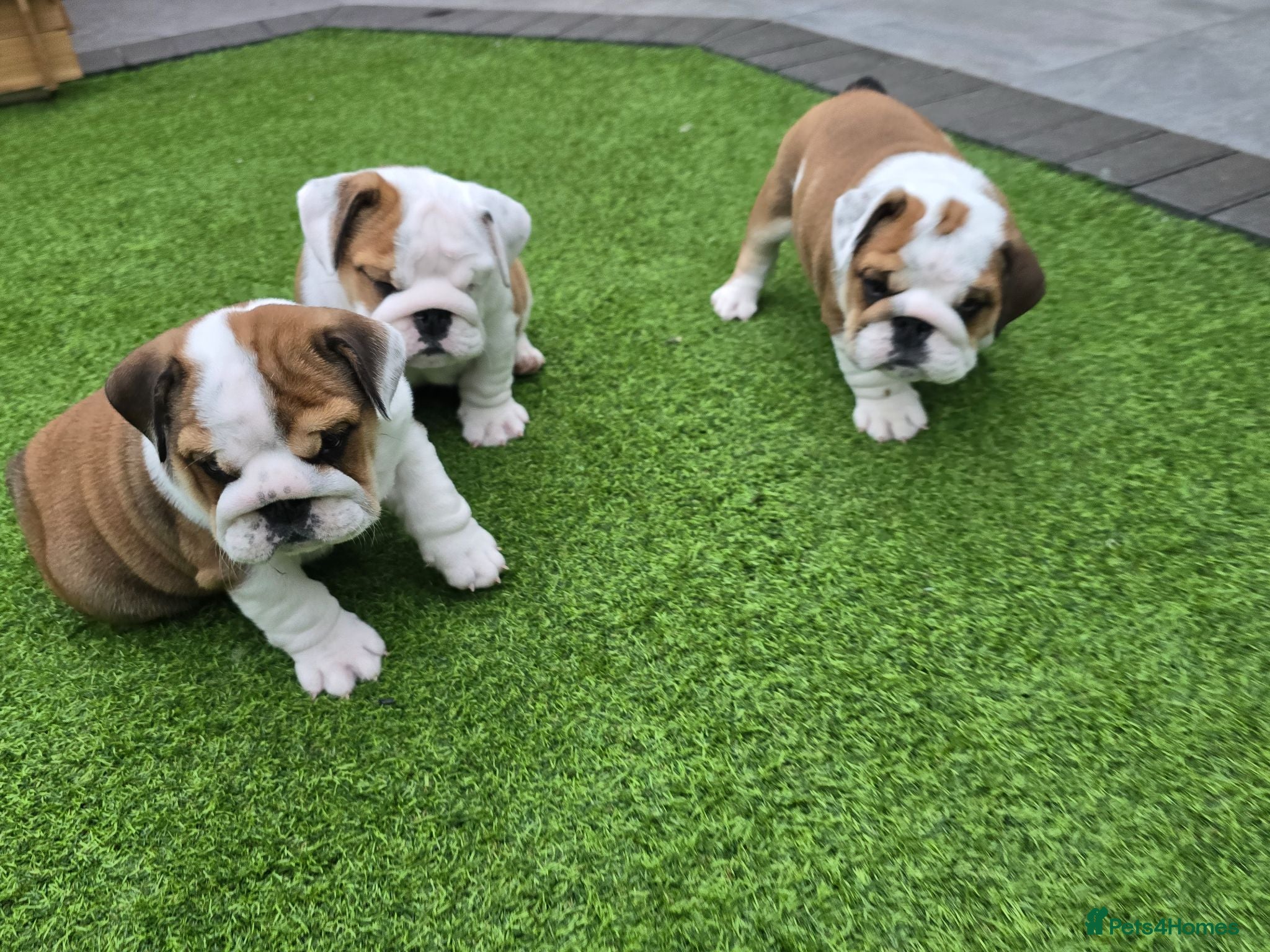 English Bulldog dogs 🐾 Ready next week red/white bulldog pups 🐶 - Advert 3