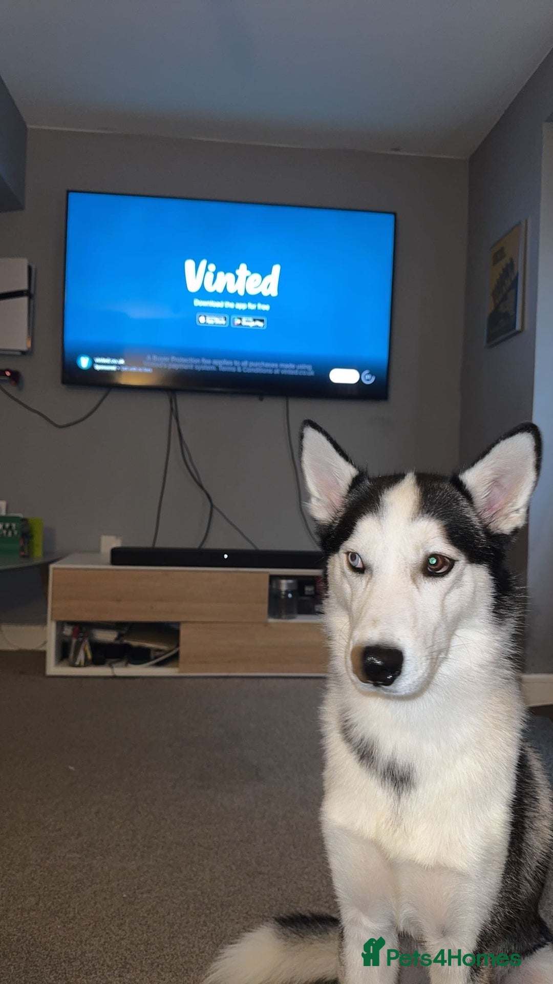 Siberian Husky dogs for sale: Siberian Husky - Advert 4