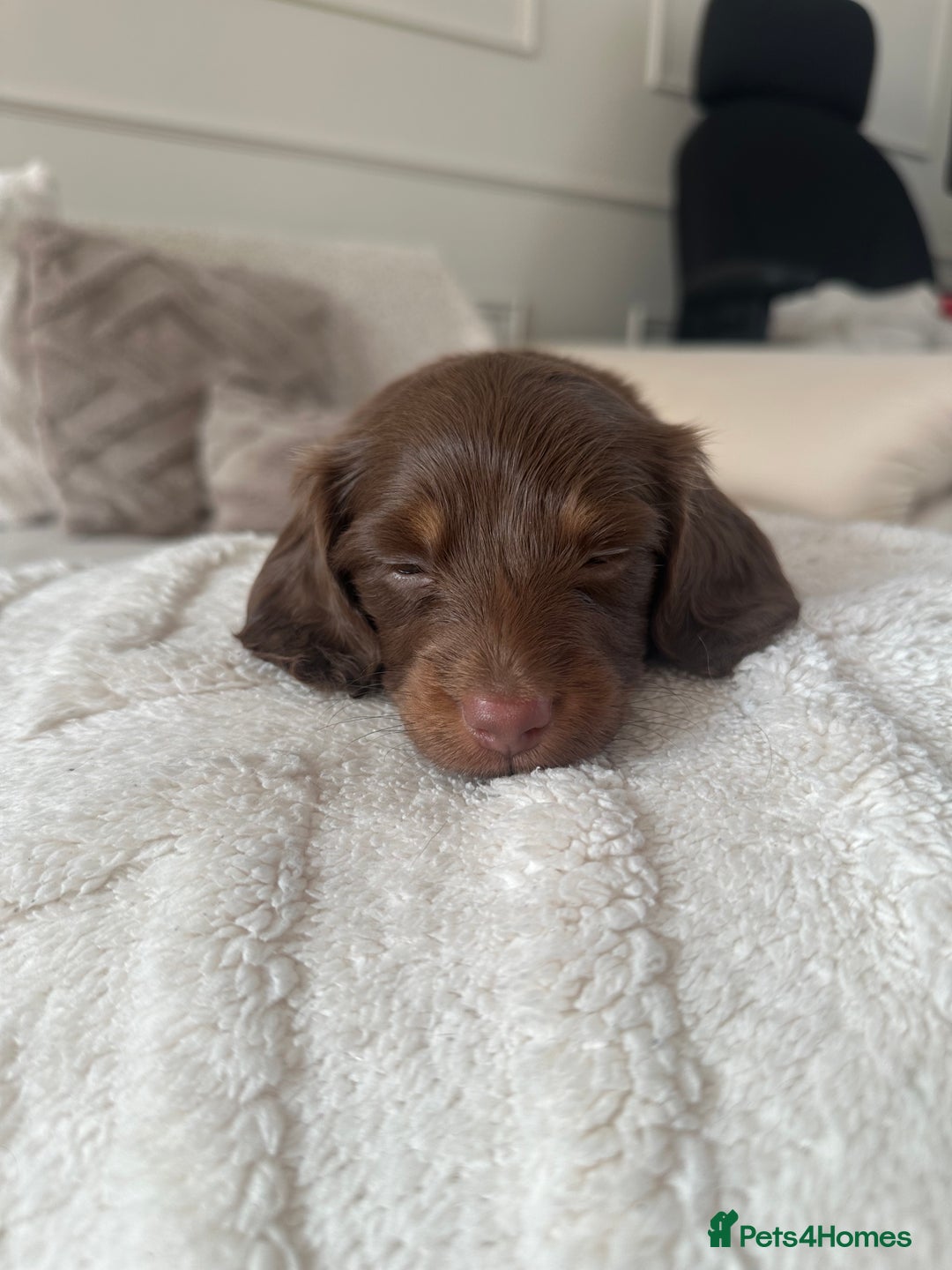 Miniature Dachshund dogs for sale: Exceptional quality long haired mini dachshunds - Image 13