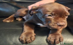 Mastiff dogs for sale: Mastiff Hybrids  - Image 9