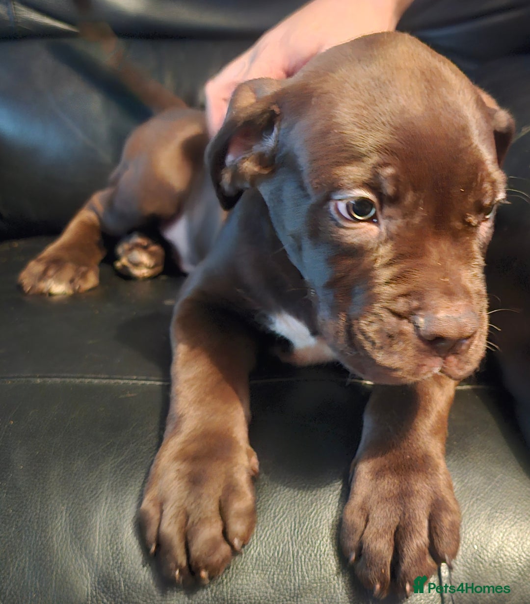 Mastiff dogs for sale: Mastiff Hybrids  - Image 9