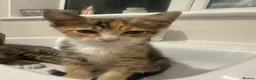 Mixed Breed cats for sale: 2 kittens for sale £50 - Advert 2