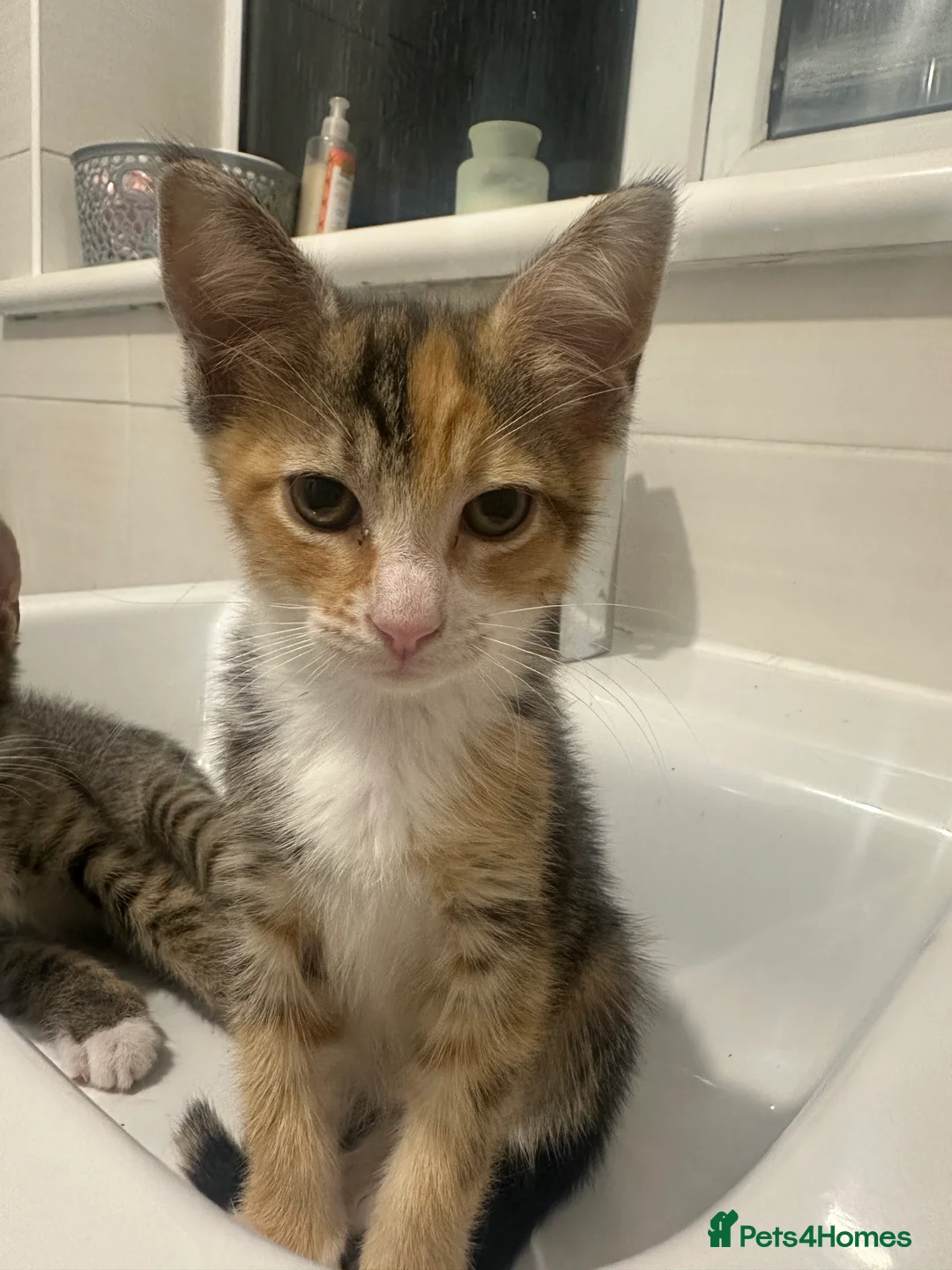 Mixed Breed cats for sale: 2 kittens for sale £50 - Advert 2