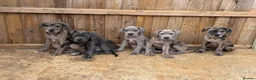 Cane Corso dogs for sale: A Wonderful Litter Of Cane Corso Puppies For Sale - Advert 3