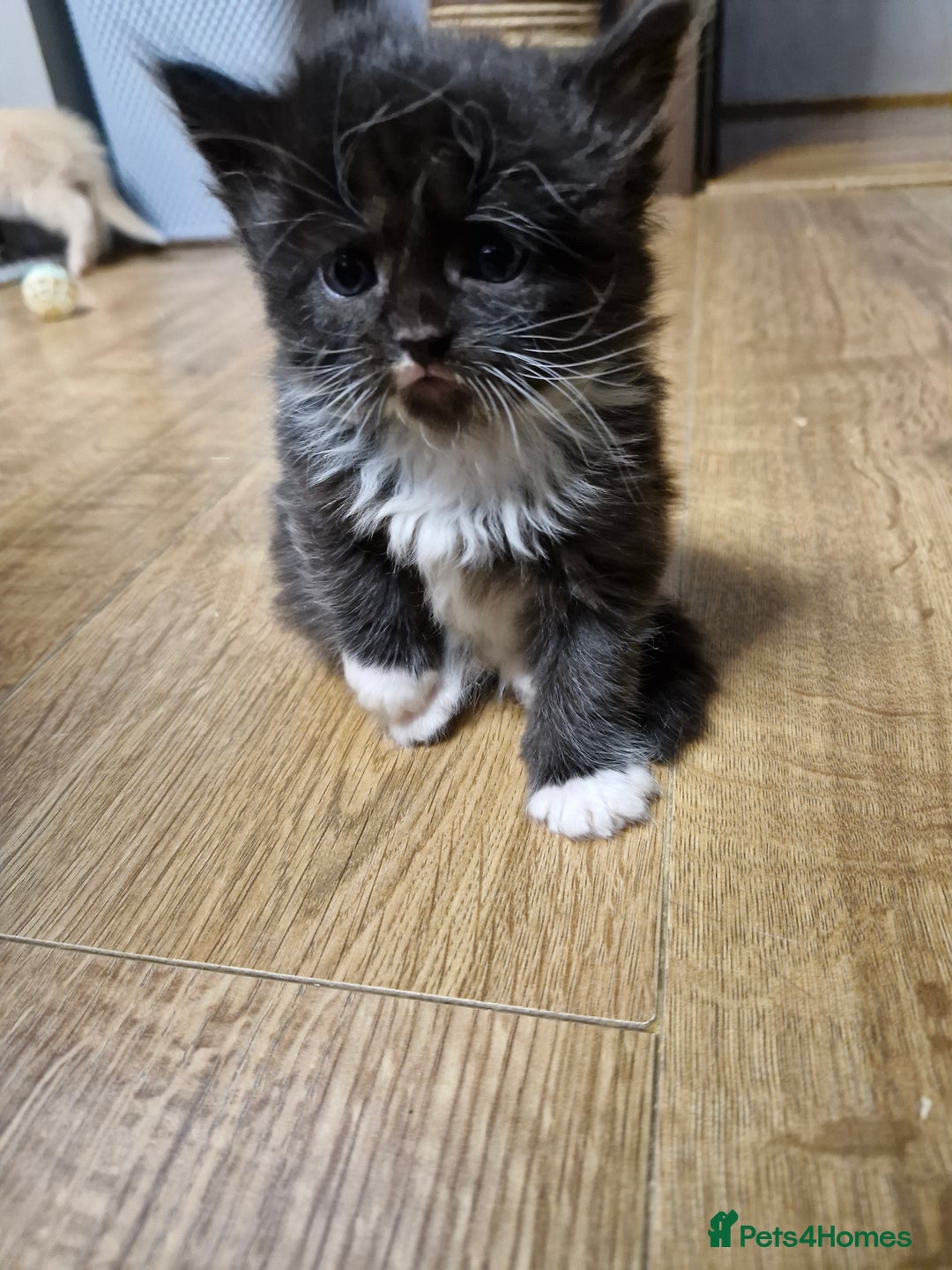 Scottish Fold cats for sale: Scottish fold kittens with straight ears - Advert 19