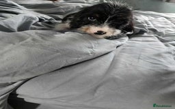 Dachshund dogs for sale: 5 dachshund x cavachon pups for sale  - Image 4