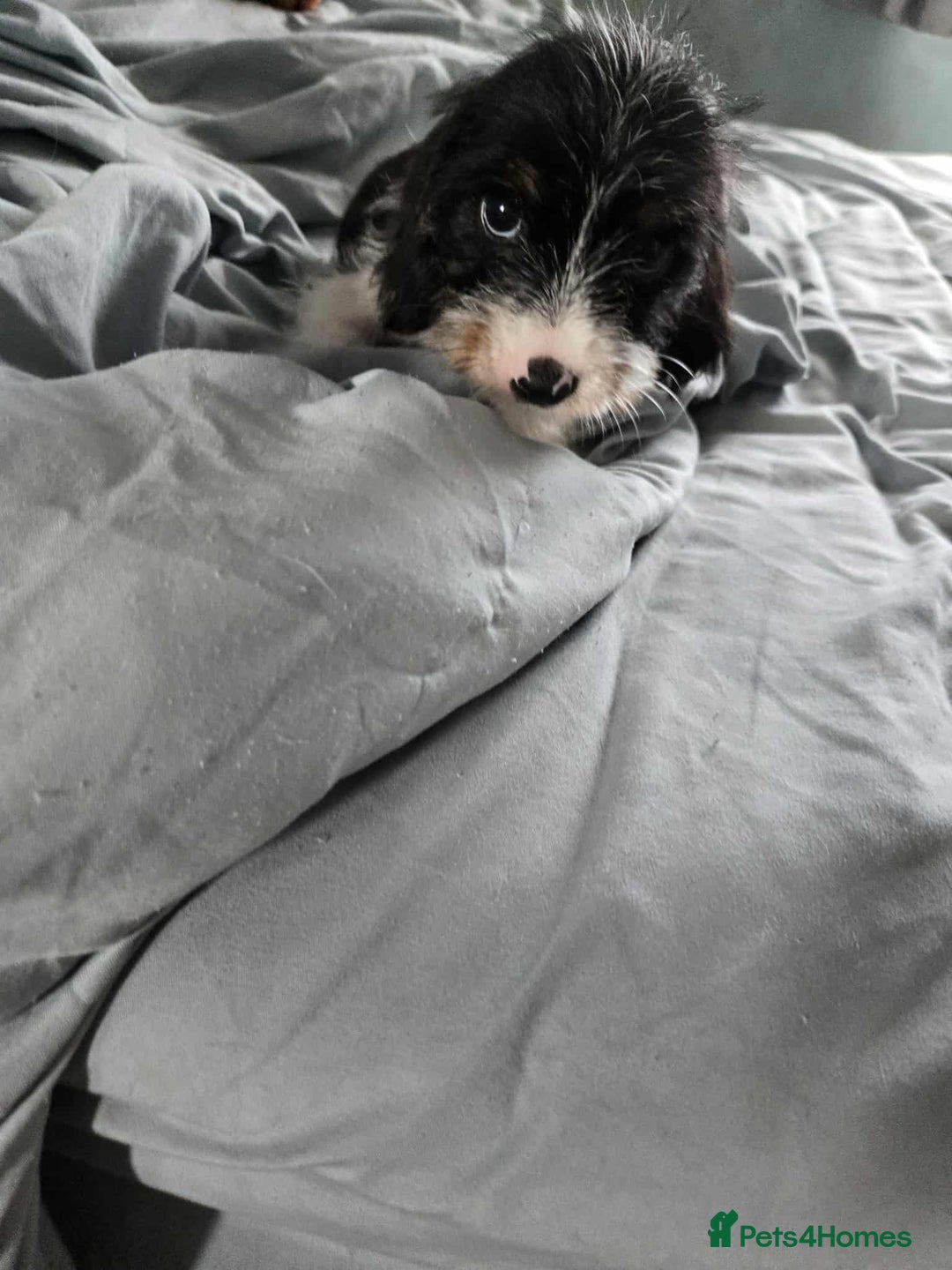 Dachshund dogs for sale: 5 dachshund x cavachon pups for sale  - Image 4