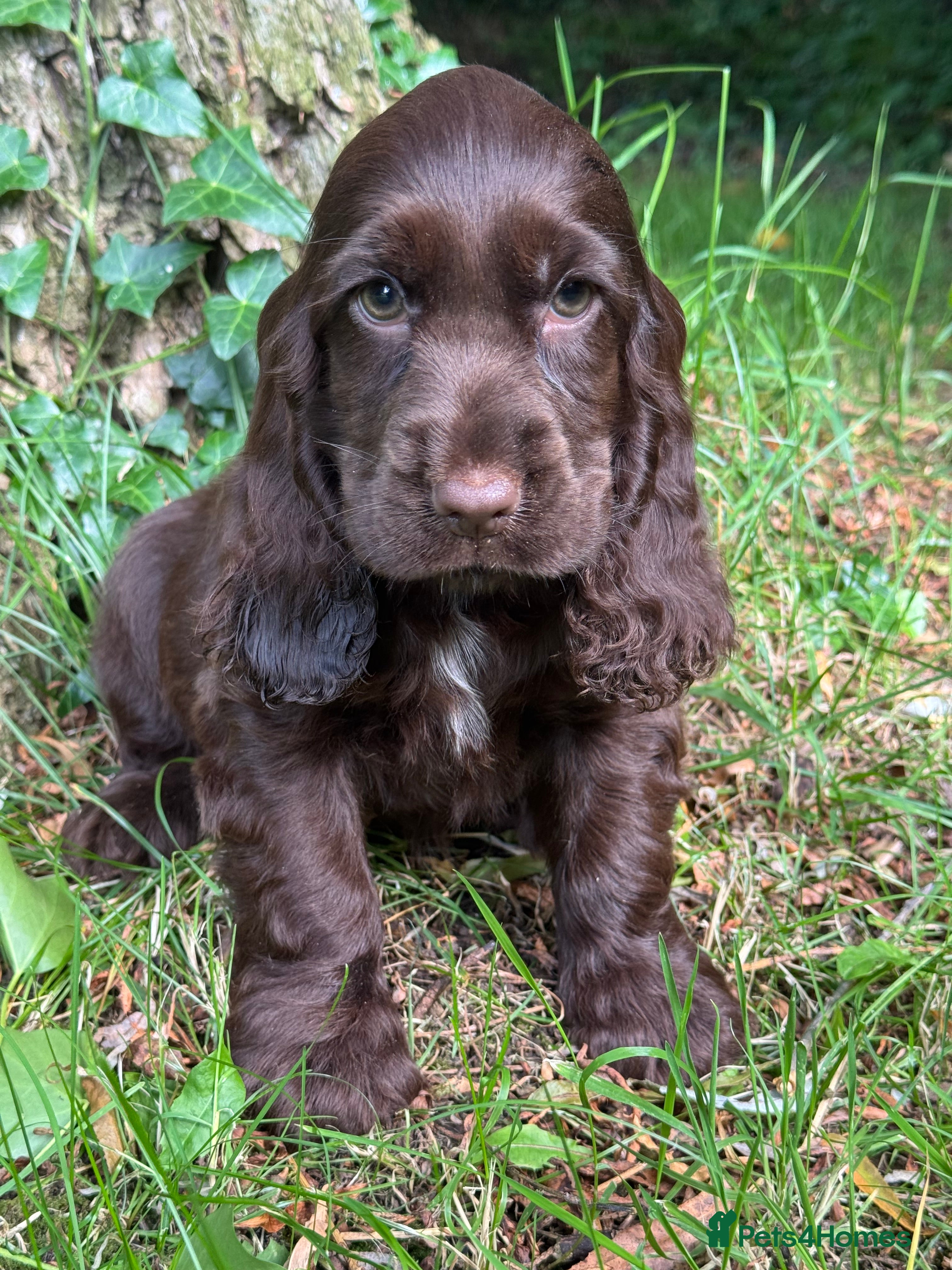 Cocker Spaniel dogs BEAUTIFUL KC REGISTERED❤️SHOW TYPE❤️HEALTHTESTED - Advert 2