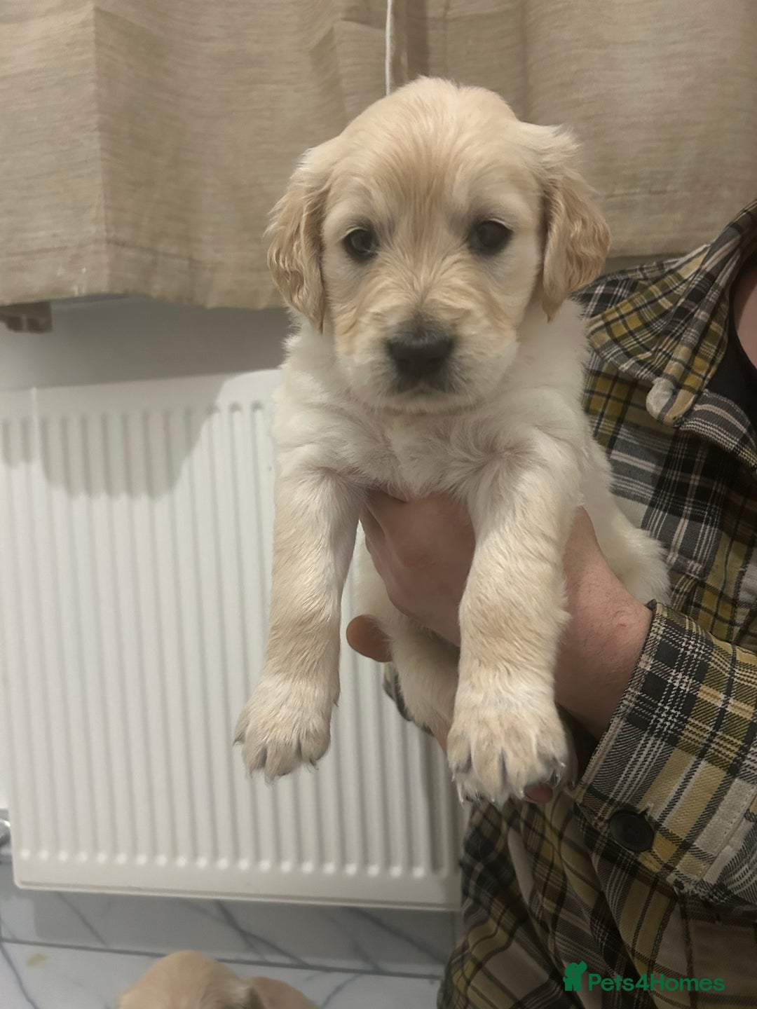 Golden Retriever dogs for sale: Pure breed, show line, ready 23/12/25  - Advert 14