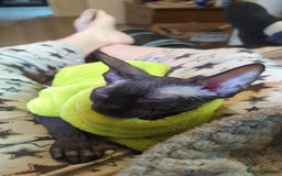 Sphynx cats for sale: Egypt is a elf sphynx  - Image 1
