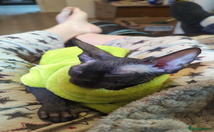 Sphynx cats - Advert 1