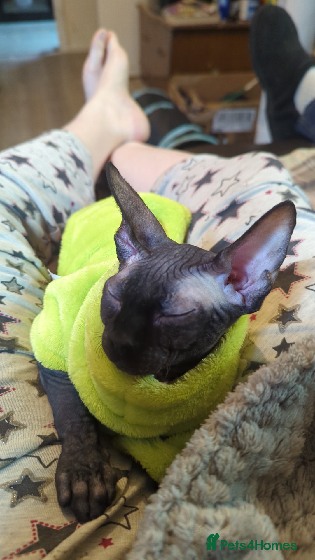 Sphynx cats for sale: Egypt is a elf sphynx  - Image 1