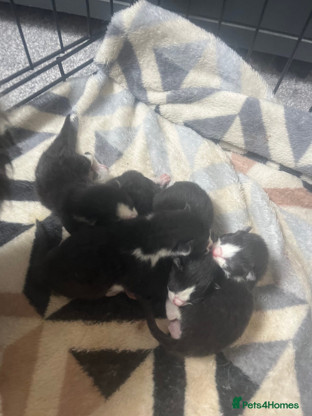 Mixed Breed cats for sale: 5 beautiful kittens  - Image 2