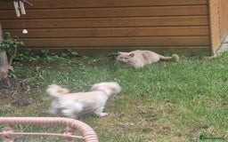 Malshi dogs for sale: ❤️ Loving Home Wanted for Our Beautiful Penny ❤️ - Image 5