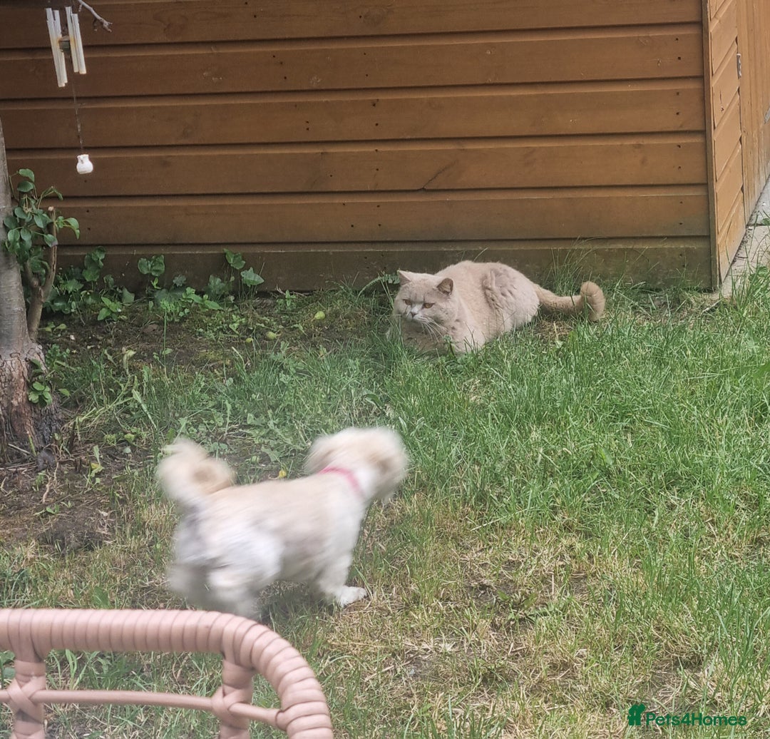 Malshi dogs for sale: ❤️ Loving Home Wanted for Our Beautiful Penny ❤️ - Image 5