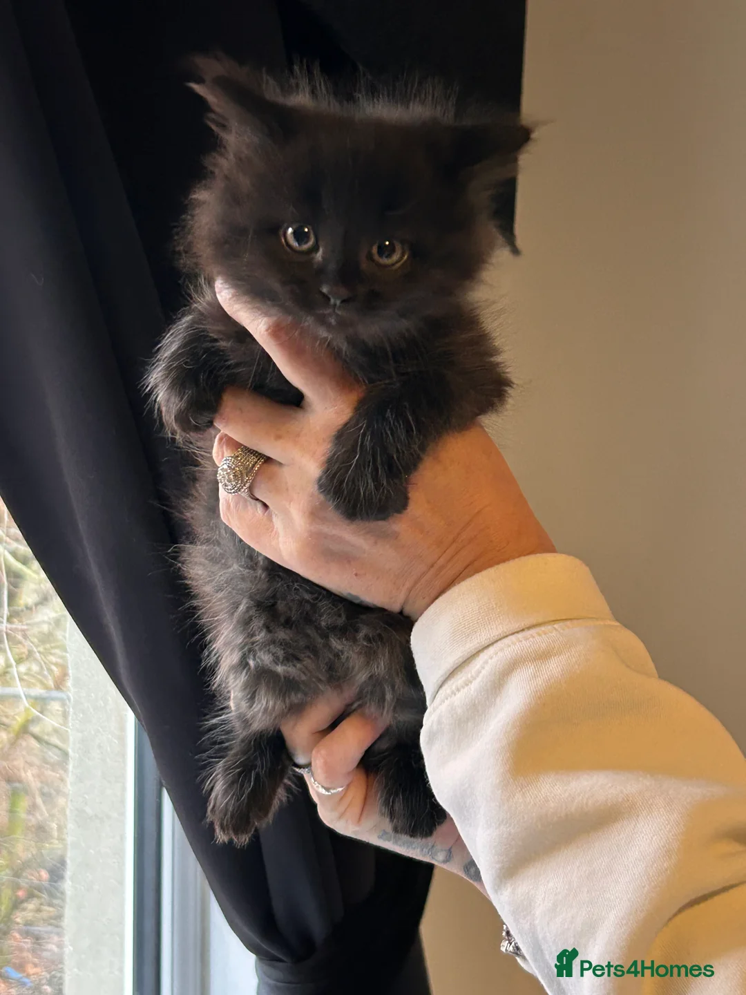 Mixed Breed cats for sale: Gorgeous kittens ❤️ - Advert 6