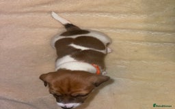 Jack Russell dogs for sale: Stunning Jack Russell puppies - Image 6