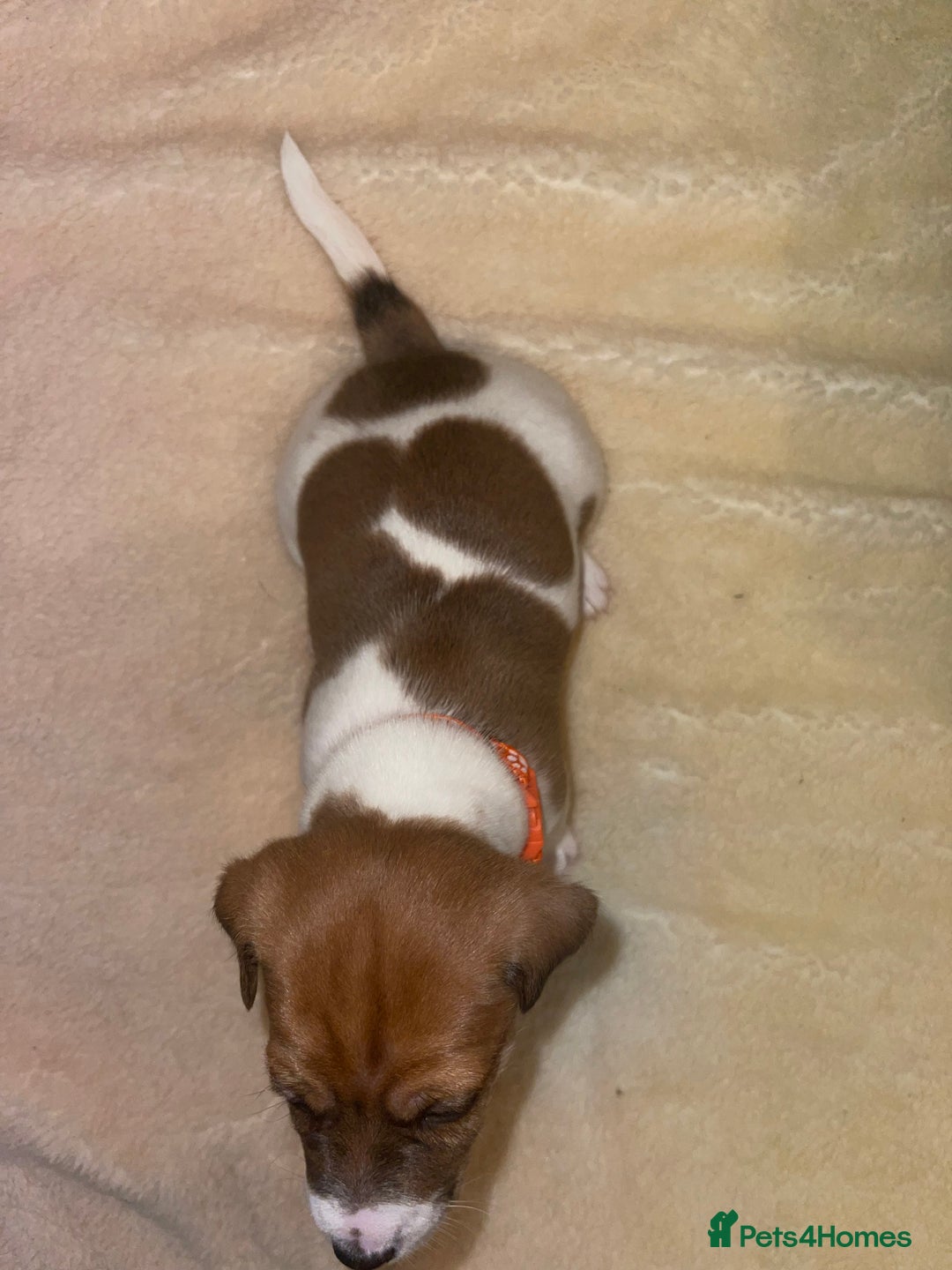Jack Russell dogs for sale: Stunning Jack Russell puppies - Image 6