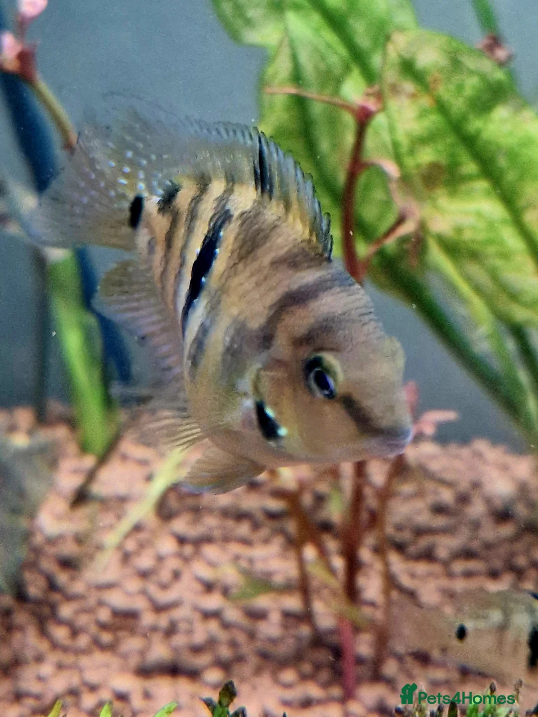 Other/Mixed Breed fish for sale: RARE BREED Polar Parrott x Firemouth  in Crawley - Advert 2