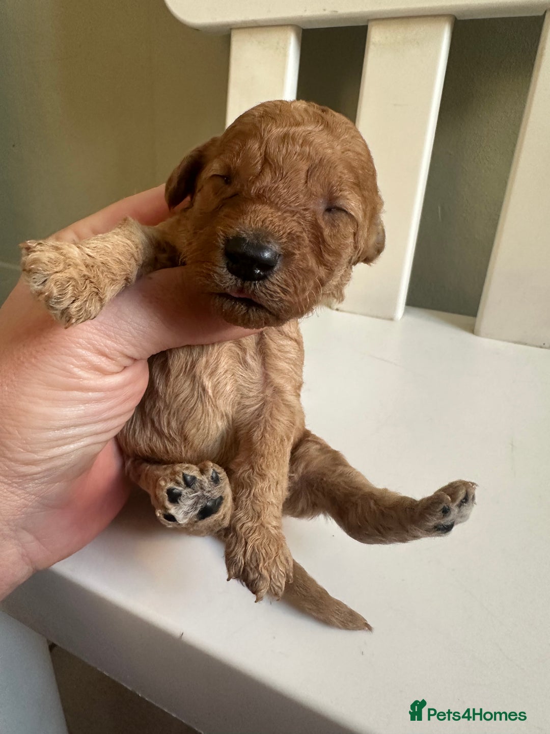 Goldendoodle dogs for sale: Miniature Goldendoodles - Ready Mid December  - Advert 16