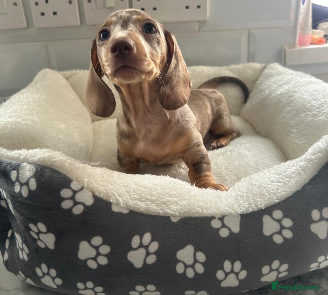 Miniature Dachshund dogs for sale: Miniature dachshund  - Image 23