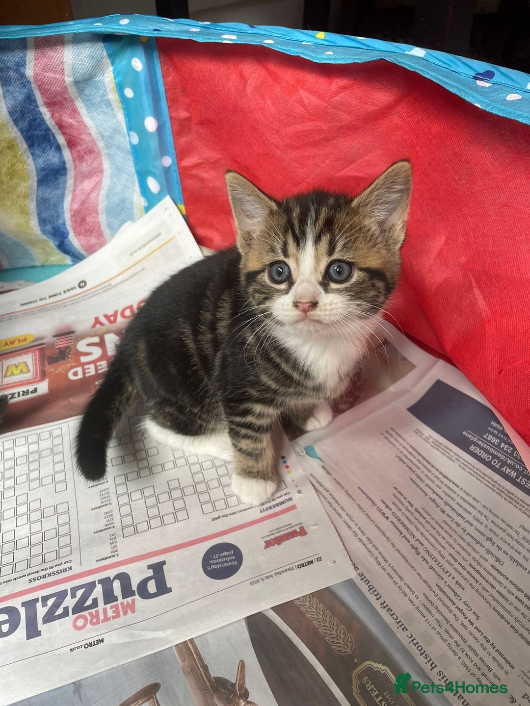 Mixed Breed cats for sale: Maine coon mixed breed - Image 4