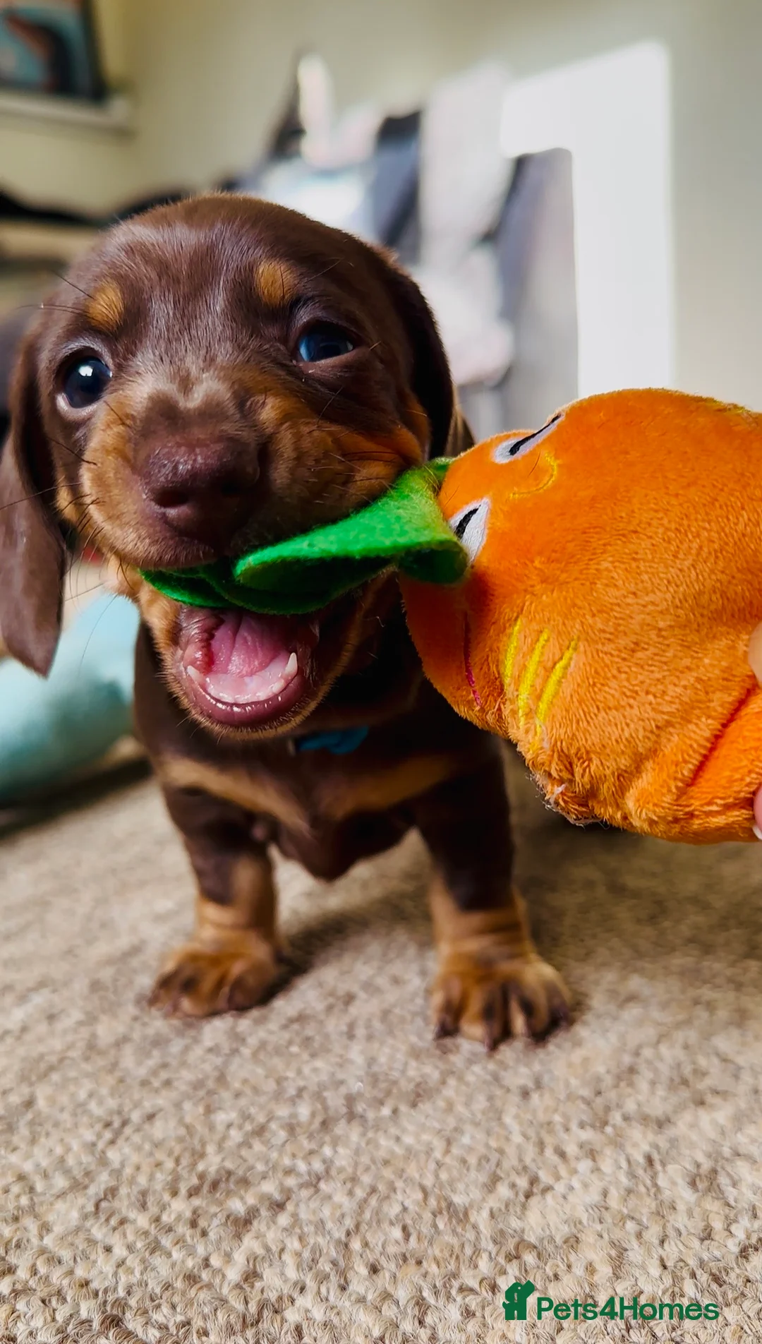 Miniature Dachshund dogs for sale: Trainer Raised Mini Dachshund Puppies - Advert 10