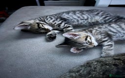 Mixed Breed cats for sale: Tabby kittens  - Image 1
