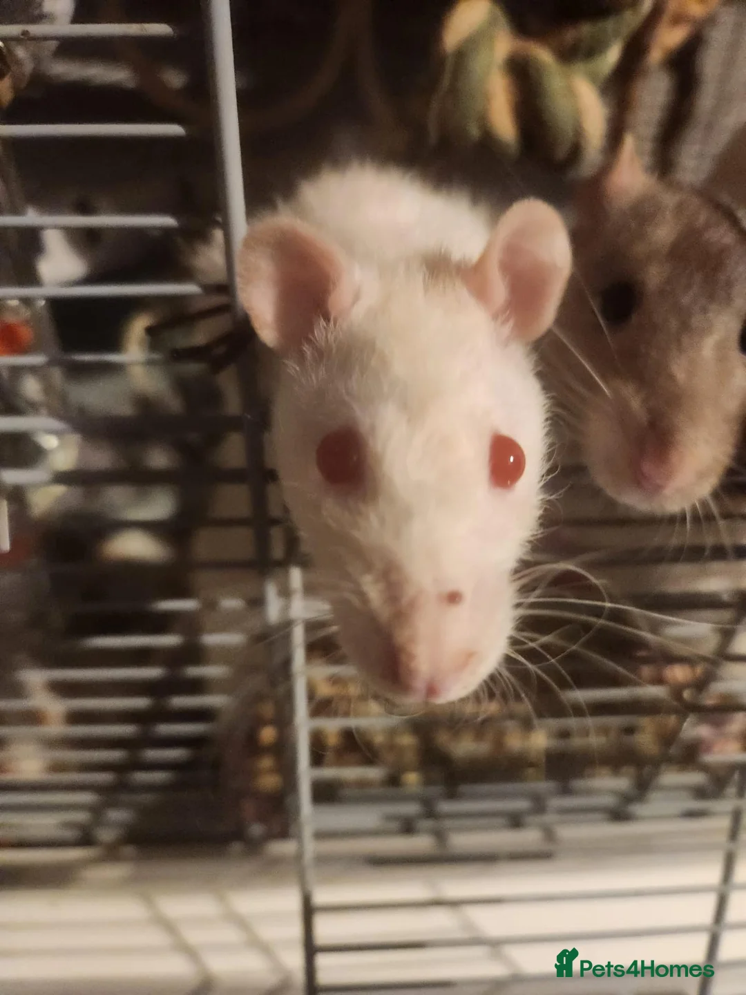 Rat rodents for sale: 5 female rats looking for a new home  in Porth - Advert 2