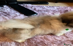 Lhasa Apso dogs for sale: Lhasa Apso Puppies 🐶  - Image 7