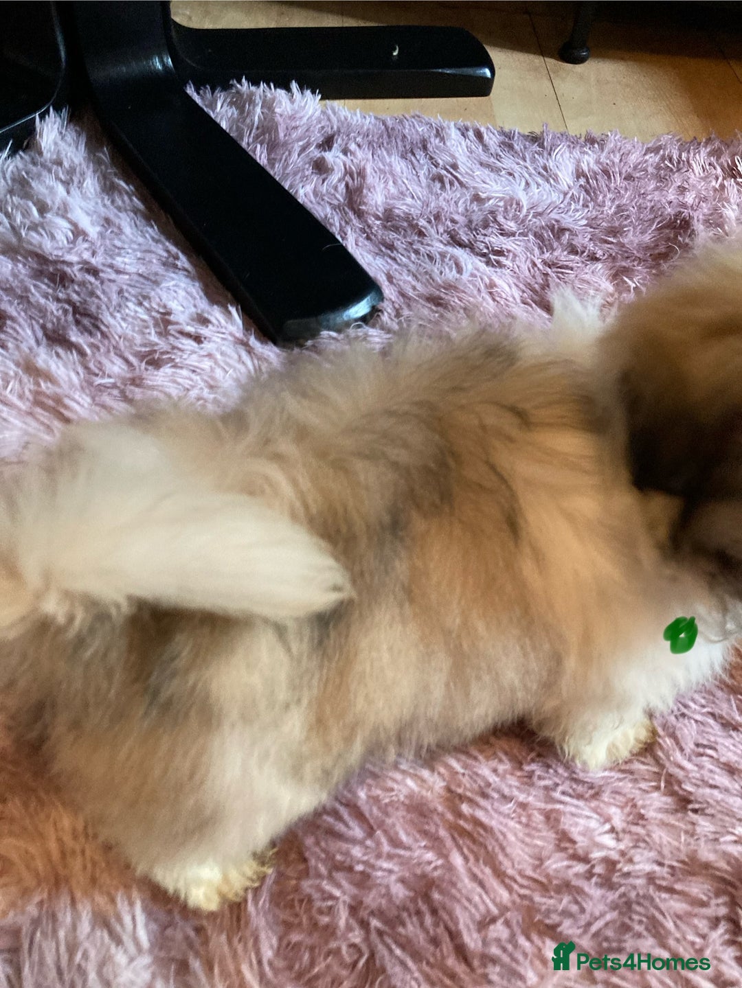 Lhasa Apso dogs for sale: Lhasa Apso Puppies 🐶  - Image 7