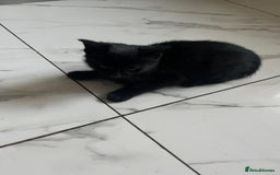 Mixed Breed cats for sale: 2 kittens ready for collection  - Image 1