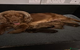 Cocker Spaniel dogs for sale: ✨ Show Cocker Spaniel pups ✨ - Image 2