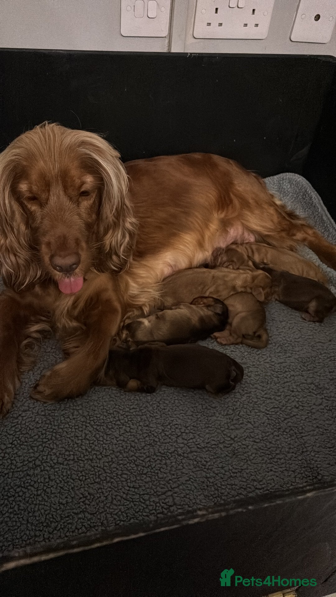 Cocker Spaniel dogs for sale: ✨ Show Cocker Spaniel pups ✨ - Image 2