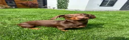 Dachshund dogs for stud: Ralph Chocolate Tan Miniature Dachshund for Stud  - Advert 5