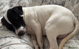 Mixed Breed dogs for sale: Eddie  - Advert 12