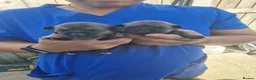 Border Terrier dogs for sale: Border Terrier Puppies  - Advert 3