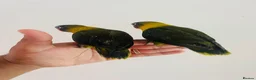 Lovebirds birds for sale: Hand reared lovebirds for sale  - Advert 22