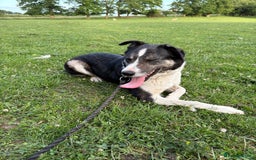 Border Collie dogs for sale: Pepper looking for a family home - Image 2