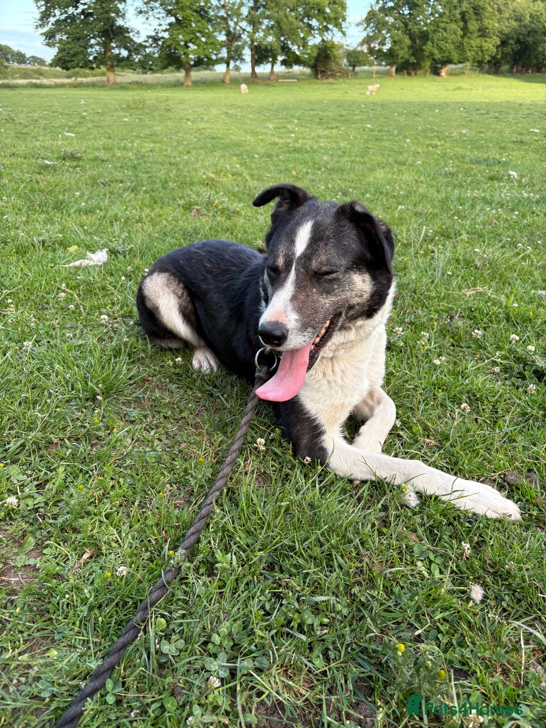 Border Collie dogs for sale: Pepper looking for a family home - Image 2