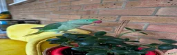 Parrots birds for sale: Cheeky year old alexandrine parrot - he talks!!  in Ilford - Advert 4