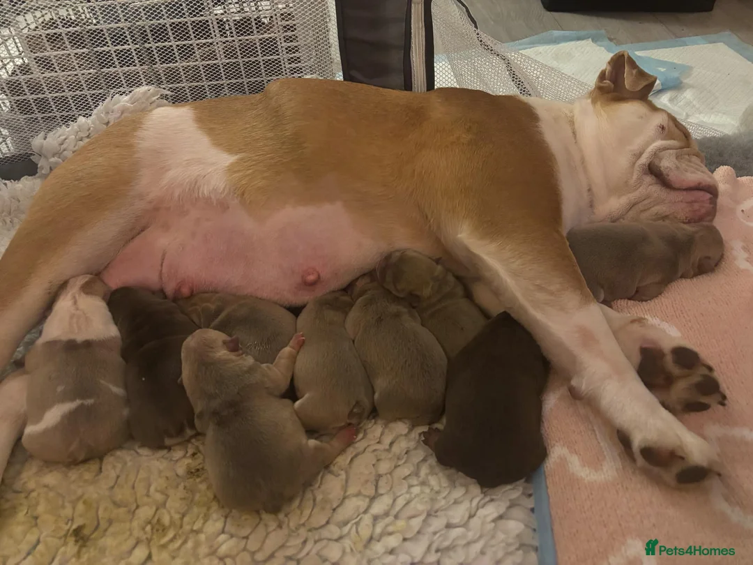 English Bulldog dogs for stud: KC registered chocolate and tan stud  in Birmingham - Advert 6