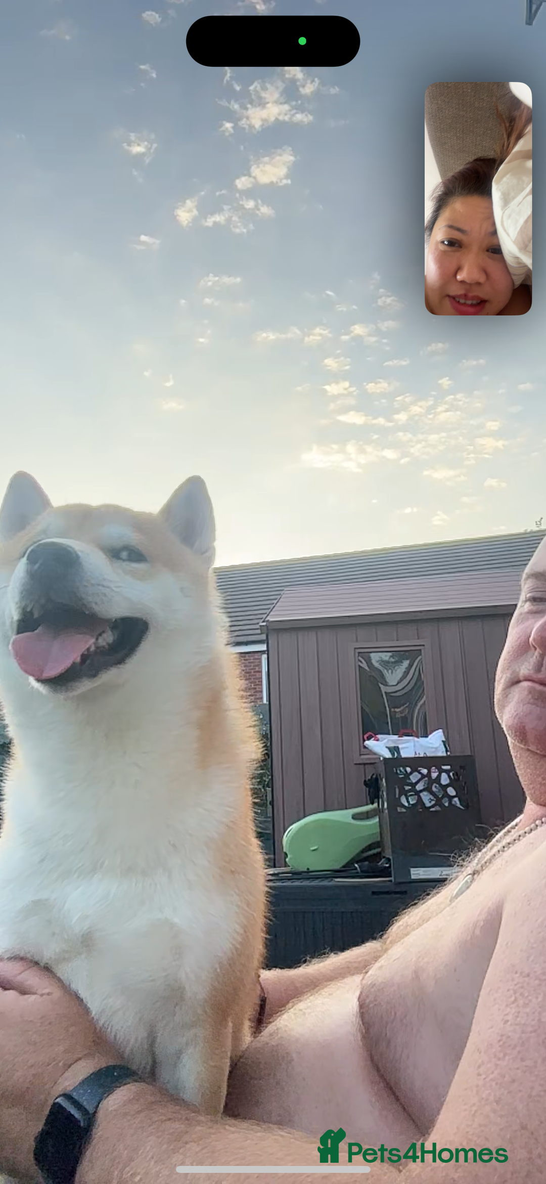 Japanese Shiba Inu dogs for stud: 18 months old Japanese Shiba Inu Stud Available - Image 3