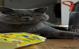 British Shorthair cats for sale: Chunky British Shorthair Blue Kittens 🐱💙 - Image 3