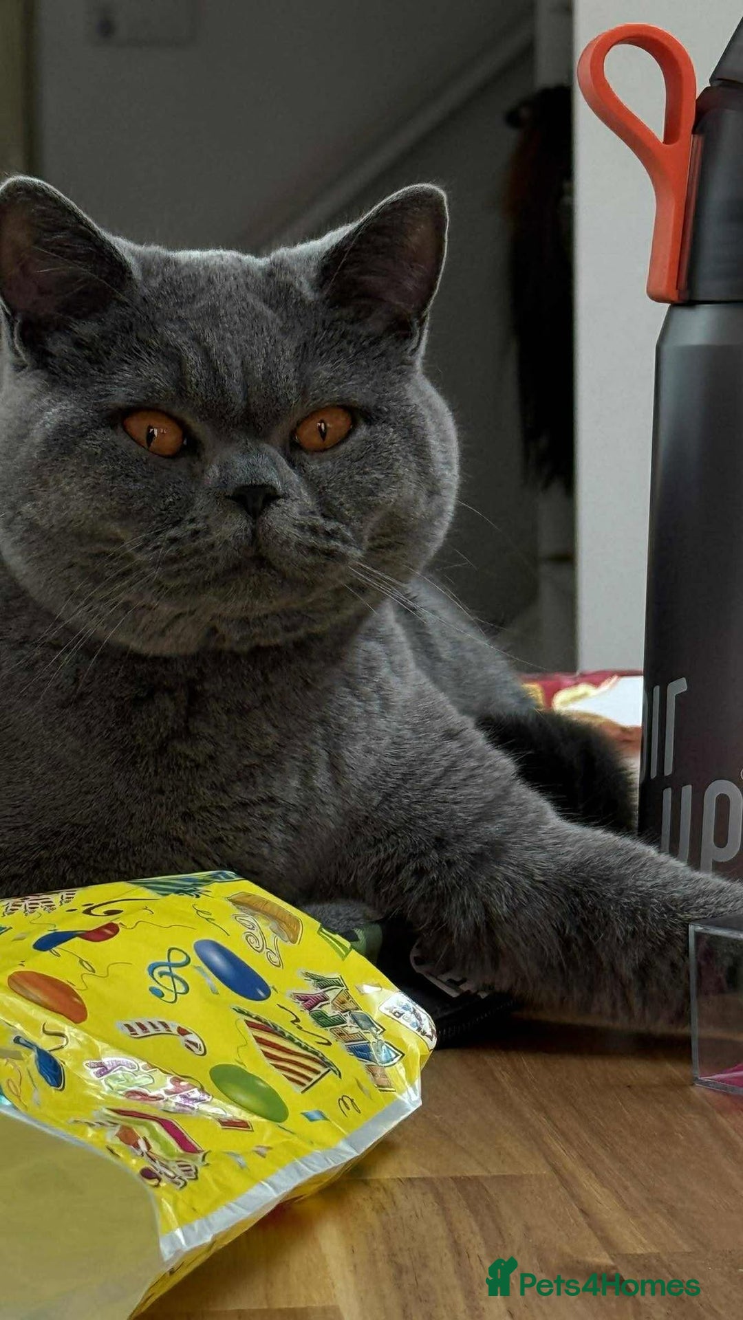 British Shorthair cats for sale: Chunky British Shorthair Blue Kittens 🐱💙 - Image 3