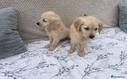 Golden Retriever dogs for sale: Golden retriever puppies  - Image 7