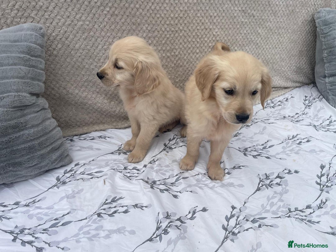 Golden Retriever dogs for sale: Golden retriever puppies  - Image 7