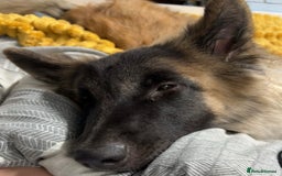 German Shepherd dogs for sale: For sale  - Image 5