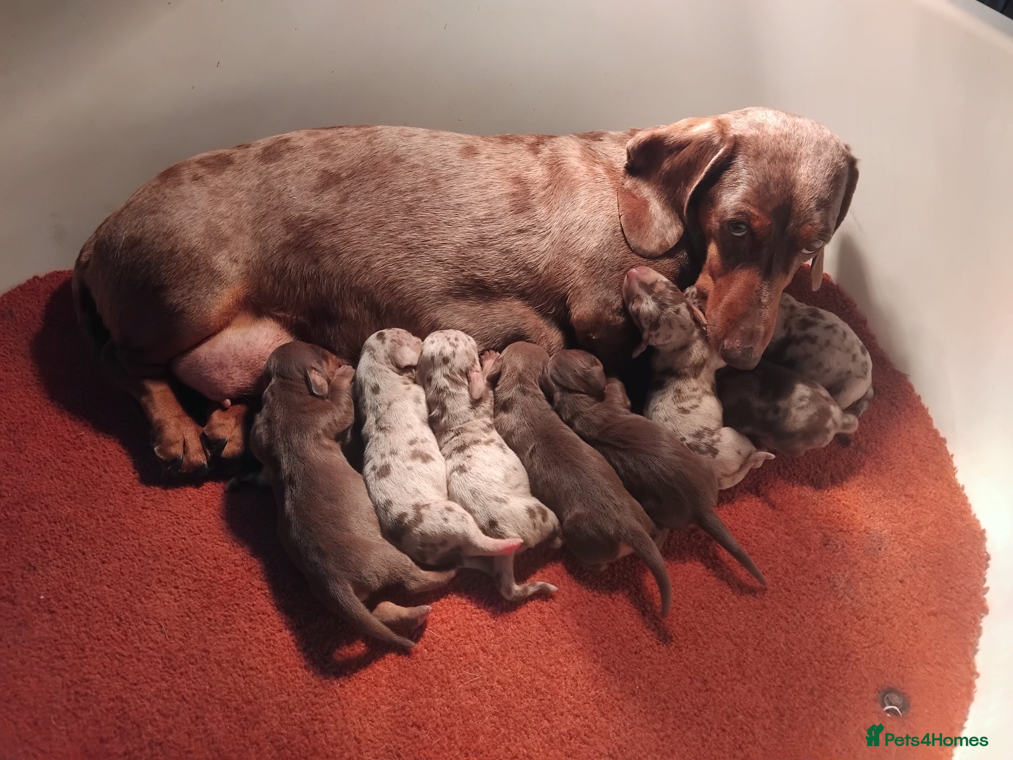 Miniature Dachshund dogs Miniature dachshund  - Advert 1