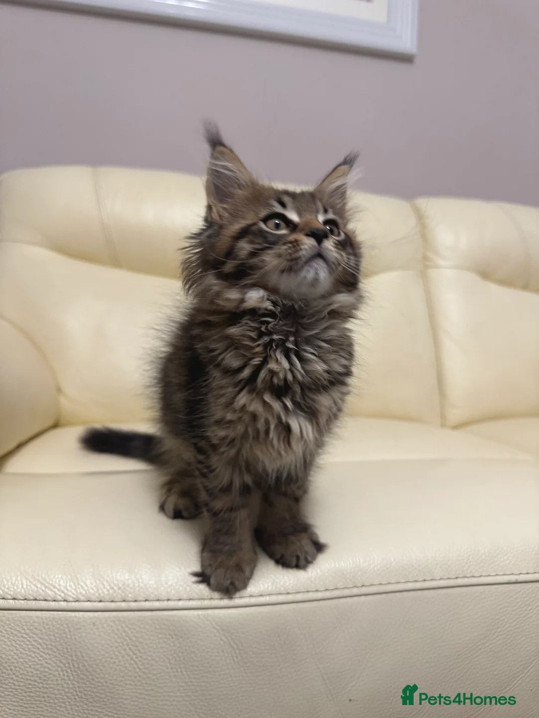 Maine Coon cats for sale: MaineCoonKitten🏆20+gen🧬Outstadning Full Pedigree - Advert 6